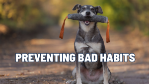 Mastering Dog Training: The Role of Management