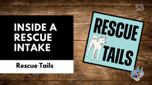 From Street to Shelter: Dog Intake Procedures Explained