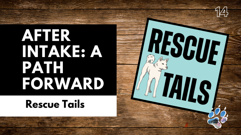 From Intake to Outcome: How Dog Rescues Make Placement Decisions