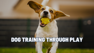 Transforming Dog Training Through Play: Engagement Over Obedience