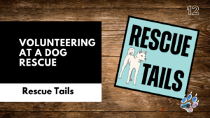 Thinking About Volunteering at a Rescue? Here’s What You Should Know