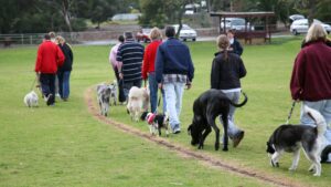 Don’t Let Dog Training Stagnate: How to Proof Your Dog’s Obedience Beyond the Backyard