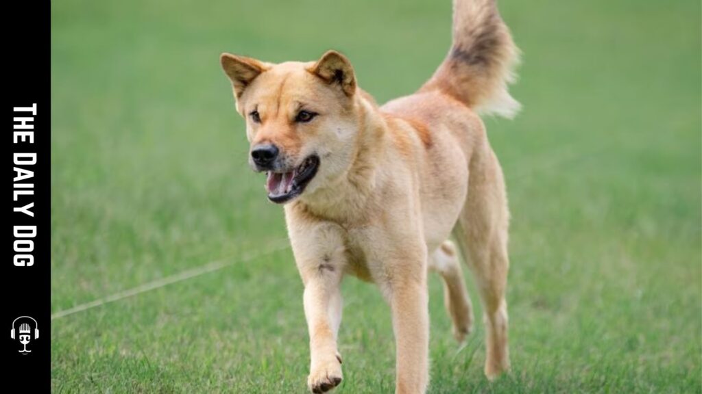 The Daily Dog: Korean Jindo