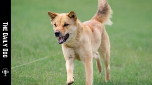 The Daily Dog: Korean Jindo