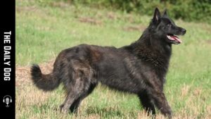 The Daily Dog: Dutch Shepherd