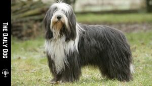 The Daily Dog: Bearded Collie