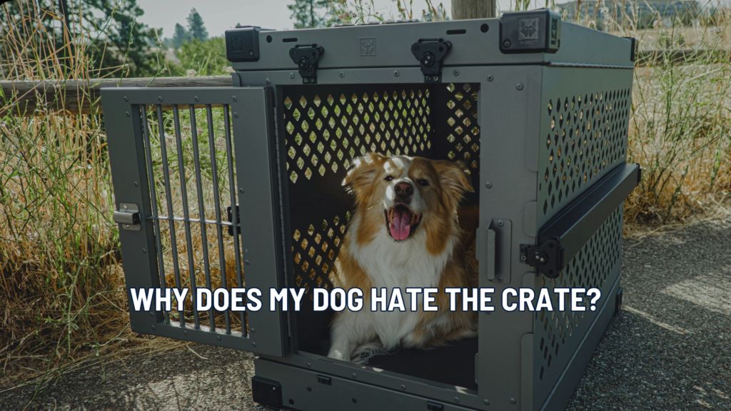 Crate Training Done Right: How to Build Calm, Confident Dogs