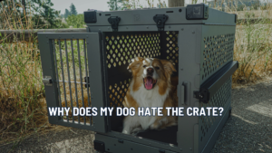 Crate Training Done Right: How to Build Calm, Confident Dogs