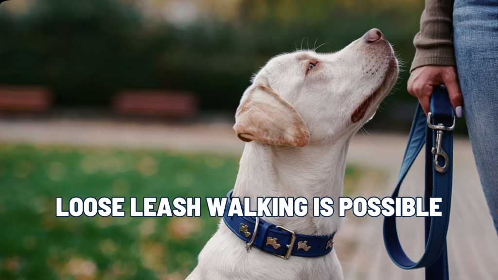 Why Does My Dog Pull on Leash?