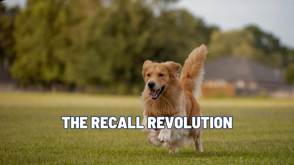 Mastering Recall: The Key to Dog Training Success