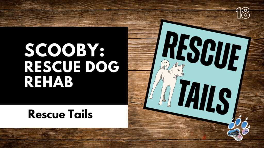 Importing a Rescue Dog to the U.S. from South Korea: What It Really Takes