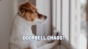 Doorbell Chaos to Calm: Teaching Your Dog What to Do When Someone Knocks