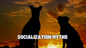 Understanding Dog Socialization: The Key to a Confident Canine