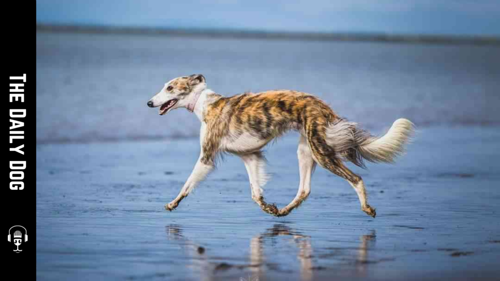 The Silken Windhound: Grace, Speed, and a Gentle Soul
