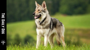 The Saarloos Wolfhond: Wild Looks, Deep Loyalty, and a Mind of Its Own