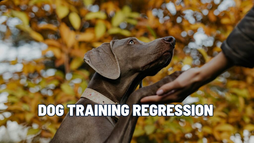 Why Your Dog Didn’t Forget Their Training (And How to Fix It)