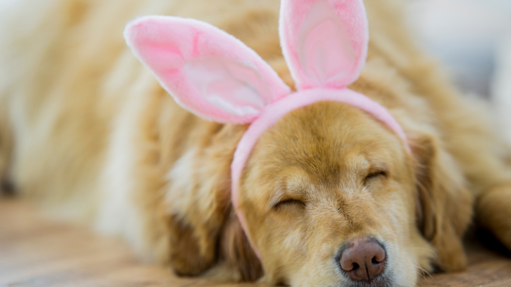 From Ancient Partnerships to Easter Traditions: What Dogs Teach Us About Connection