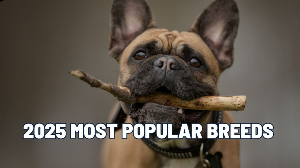 2025’s Most Popular Dog Breeds Revealed: French Bulldog Still Claims the #1 Spot