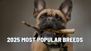 2025’s Most Popular Dog Breeds Revealed: French Bulldog Still Claims the #1 Spot