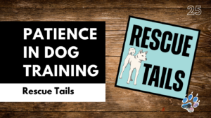 Understanding Patience in Dog Rescue: A Guide for Adopters