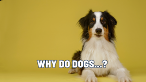 We’ve answered the 15 questions pet owners ask most often