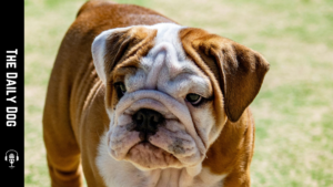 Ther Daily Dog: Bulldog