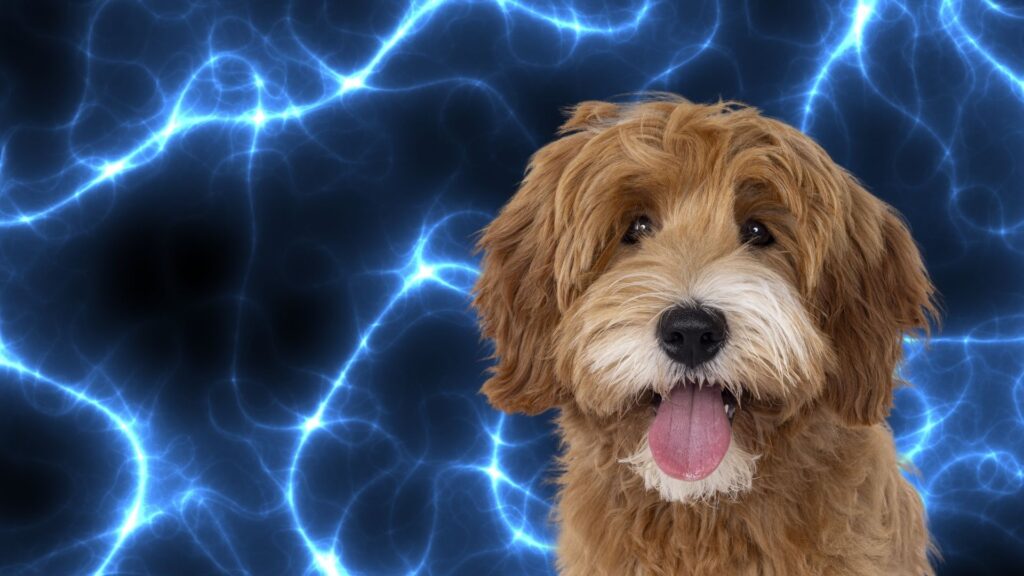 Why We Didn’t Complain About a $3,600 Electrician Bill, But People Question Dog Training Prices