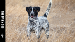 The Daily Dog: German Shorthaired Pointer