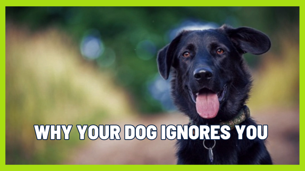 Why Your Dog Ignores You (And It’s Not About Respect)