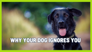 Why Your Dog Ignores You (And It’s Not About Respect)