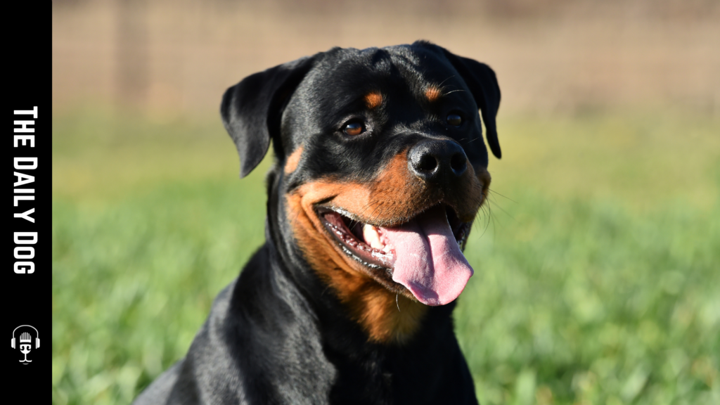 The Daily Dog: Rottweiler