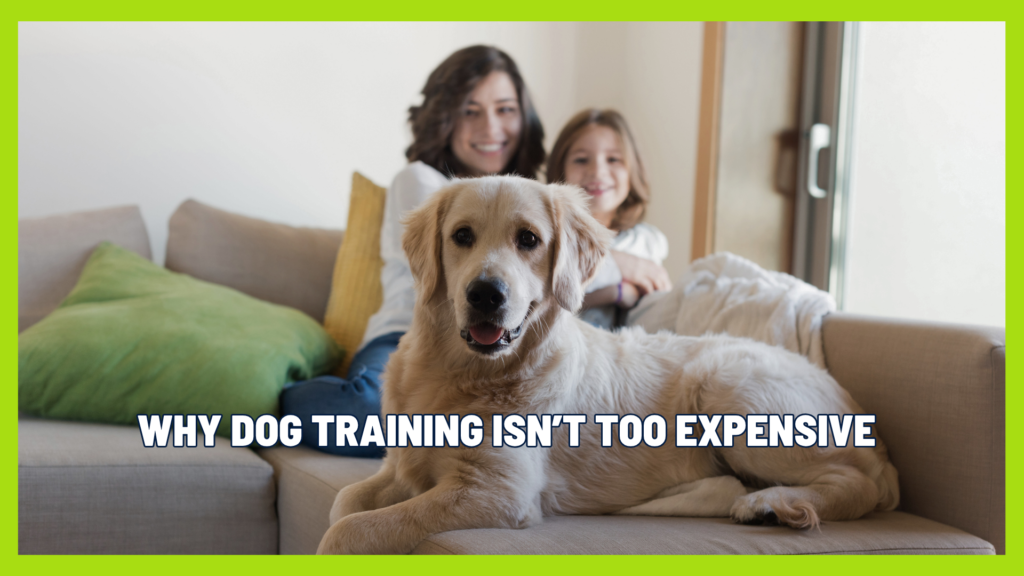 What Most Dog Owners Get Wrong About Training Costs