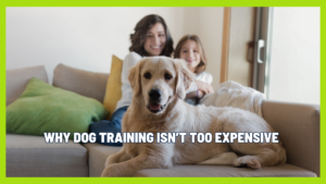 What Most Dog Owners Get Wrong About Training Costs