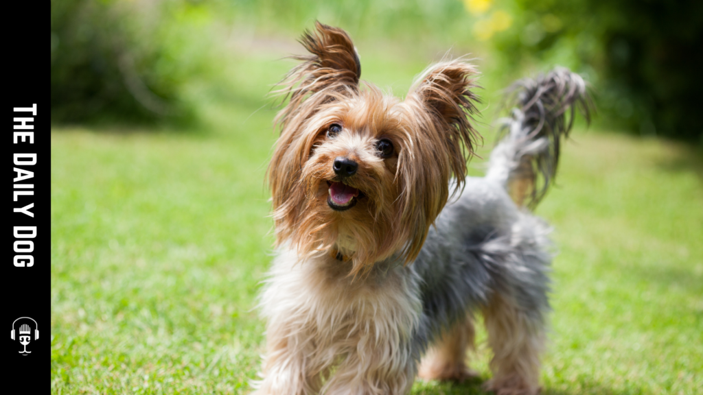 The Daily Dog: Yorkshire Terrier