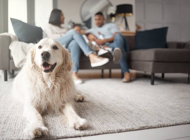 The Six-Month Holiday Training Timeline: Why Starting in July Sets Your Dog Up for Success
