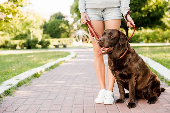 AKC Urban CGC: Can Your Dog Handle the Real World?