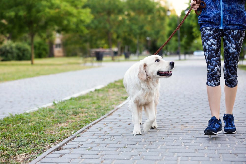 AKC Community Canine (CGCA): Taking Your Dog’s Training Beyond Basic Obedience