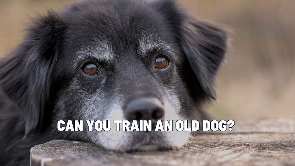 My Dog Is Too Old to Train… Or Is He? The Truth About Senior Dog Training