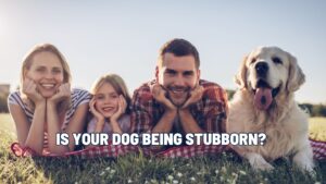 Is Your Dog Being Stubborn… Or Is Something Else Going On?