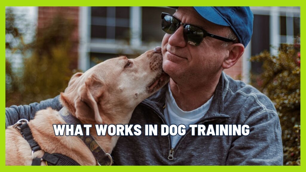 Do Dogs Need Corrections? What Actually Works in Real Dog Training