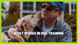 Do Dogs Need Corrections? What Actually Works in Real Dog Training