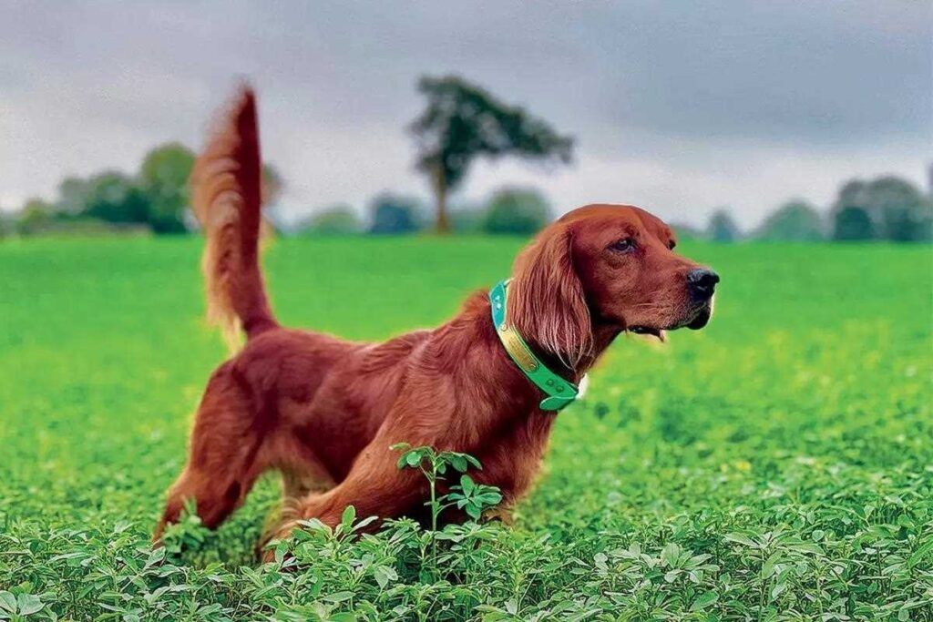 Irish Setter: Quick Facts