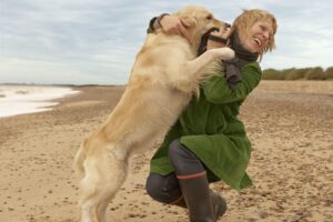 Why Your Dog Jumps on Guests (and How to Stop It)