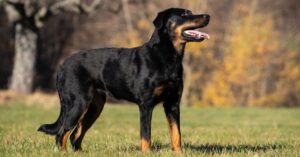 What Makes a Beauceron a Special Breed?