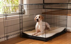 Crate Training Isn’t Punishment. Here’s Why