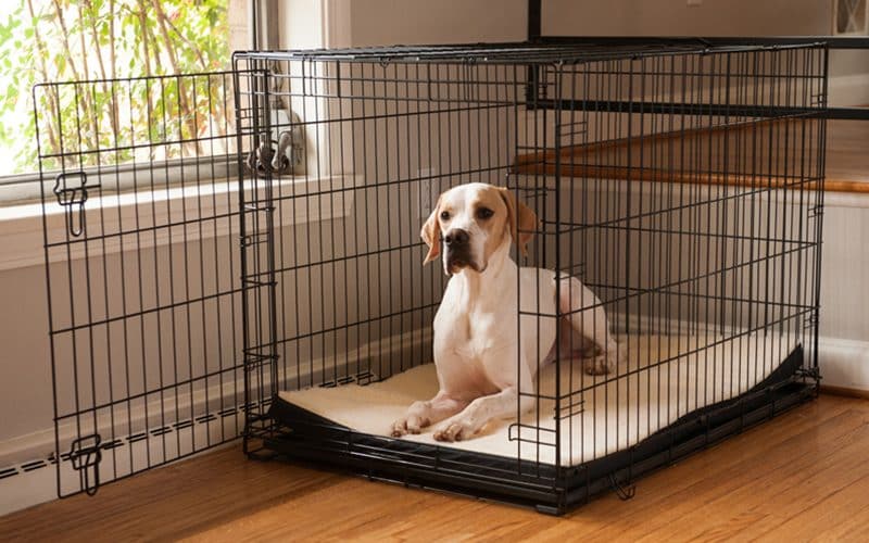 Crate Training Isn’t Punishment. Here’s Why
