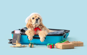 Holiday Travel with Dogs Starts with Training at Home
