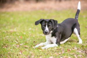What Your Dog’s Body Language Is Trying to Tell You