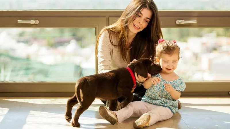 How Much Training Does Your Dog Actually Need?