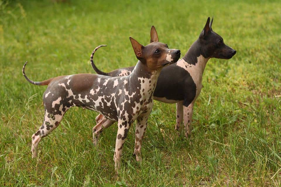 American Hairless Terrier: Quick Facts